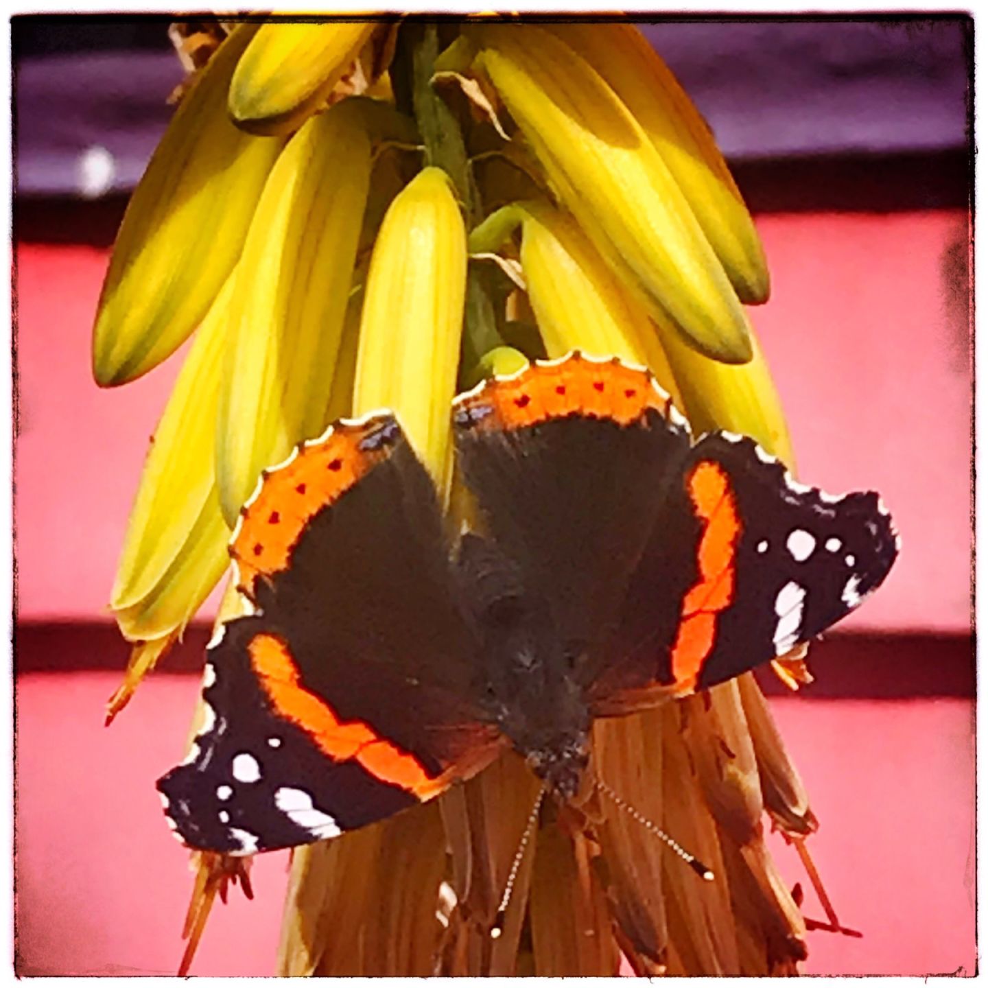 Colorful visitor